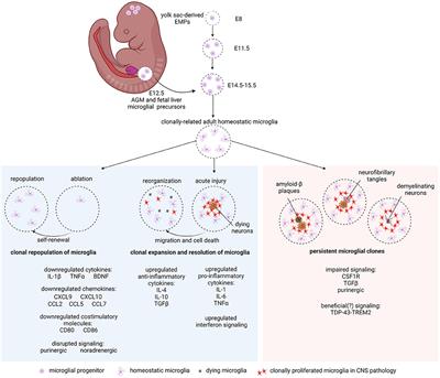 Attack of the Clones: Microglia in Health and Disease